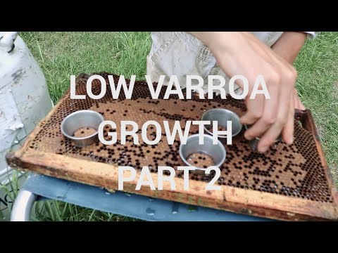 Low Varroa Growth Part 2