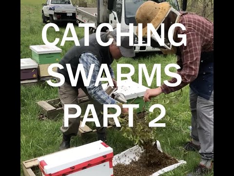 Catching a Swarm Part 2