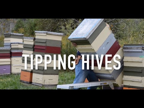 Tipping Hives