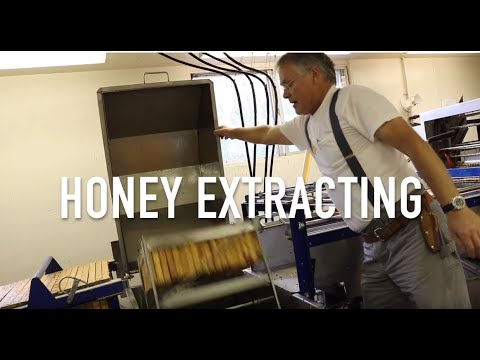 Honey Extracting