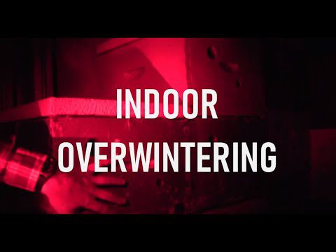 Indoor Overwintering