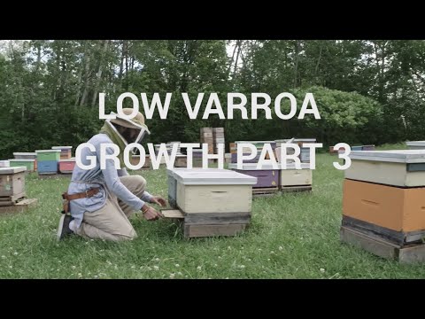 Low Varroa Growth Part 3