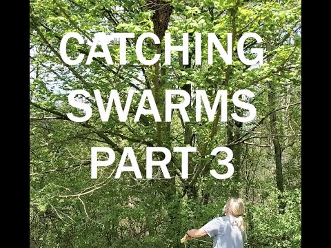 Catching a Swarm Part 3