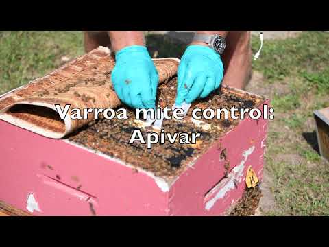 Varroa Mite Control  - Apivar