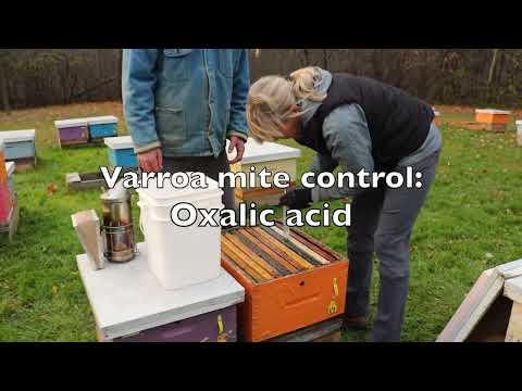 Varroa Mite Control  - Oxalic Acid