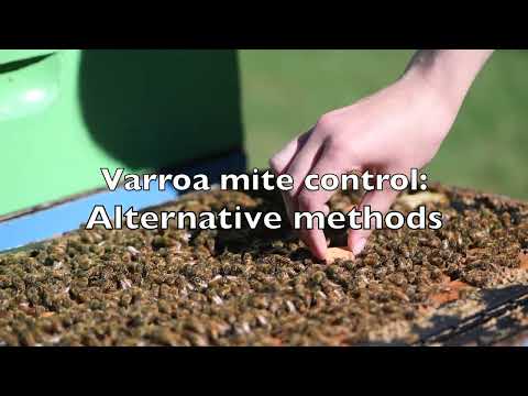 Varroa Mite Control - Alternative Methods